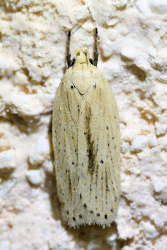 Agonopterix pallorella